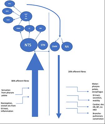 “The Wandering Nerve Linking Heart and Mind” – The Complementary Role of Transcutaneous Vagus Nerve Stimulation in Modulating Neuro-Cardiovascular and Cognitive Performance